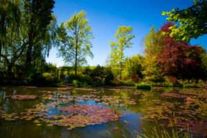 Monet Water Lily Pond Photo