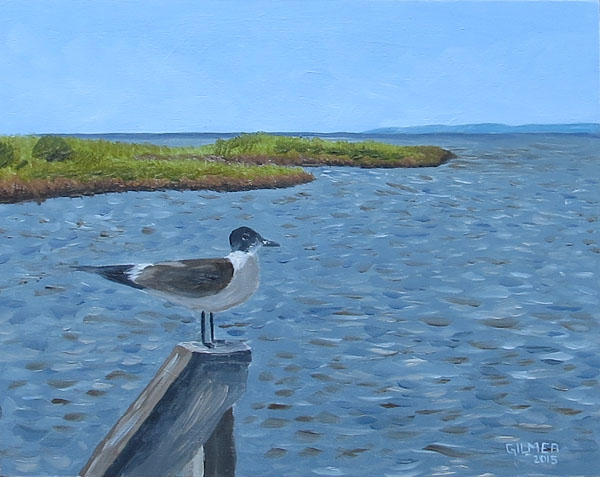03d Carolina Gull.jpg
