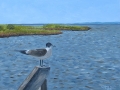 03d Carolina Gull.jpg