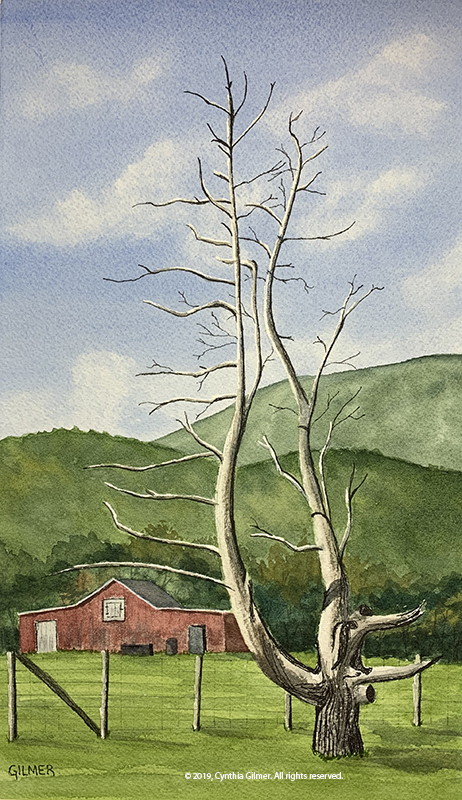 03e Beech-Grove-Tree