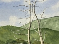 Beech-Grove-Tree